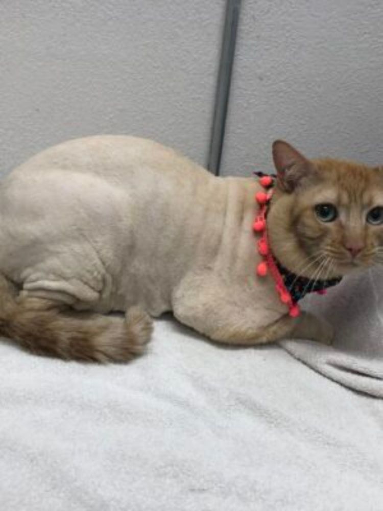 a cat after haircut