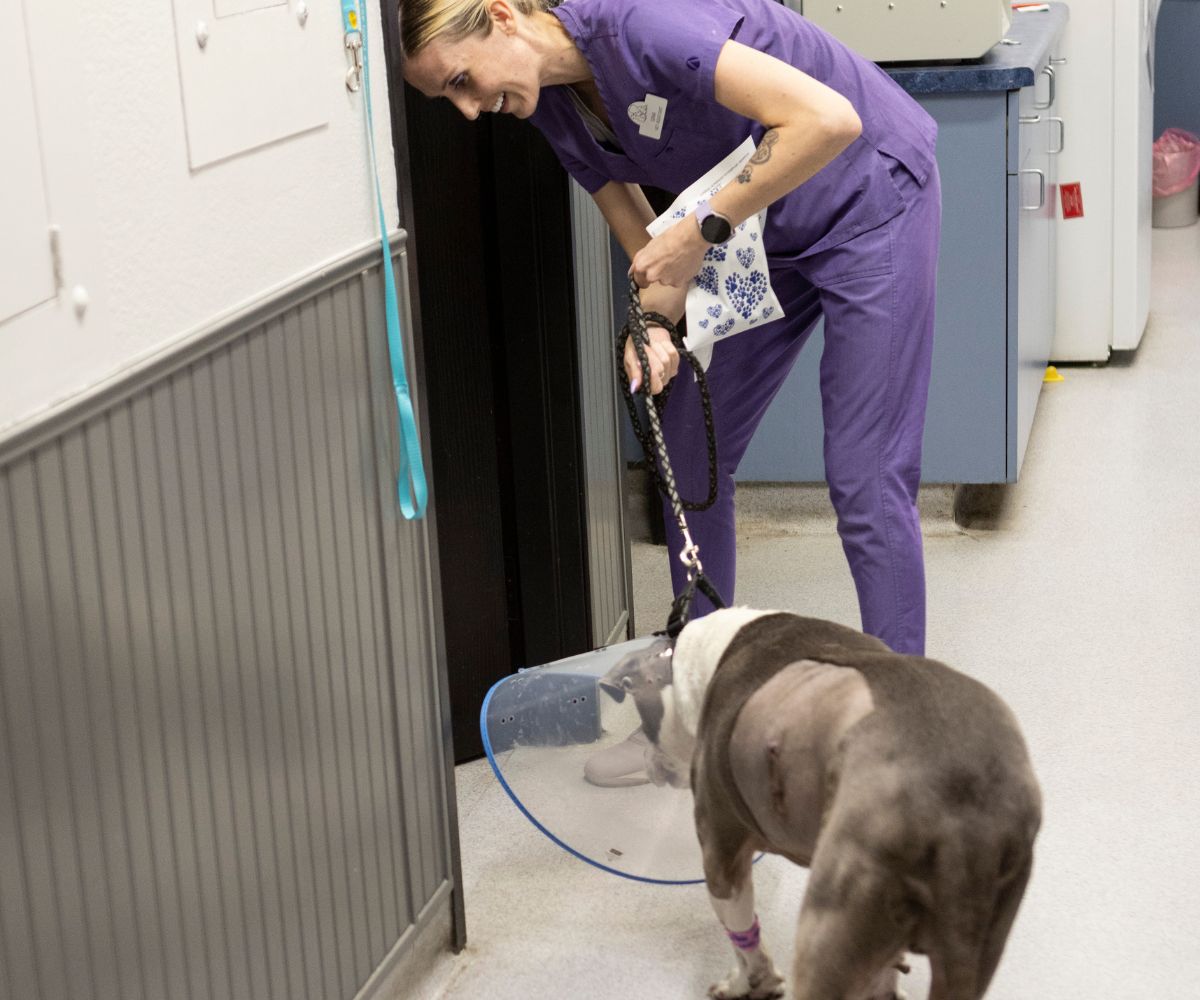 a female in purple scrubs and a dog with surgical cone
