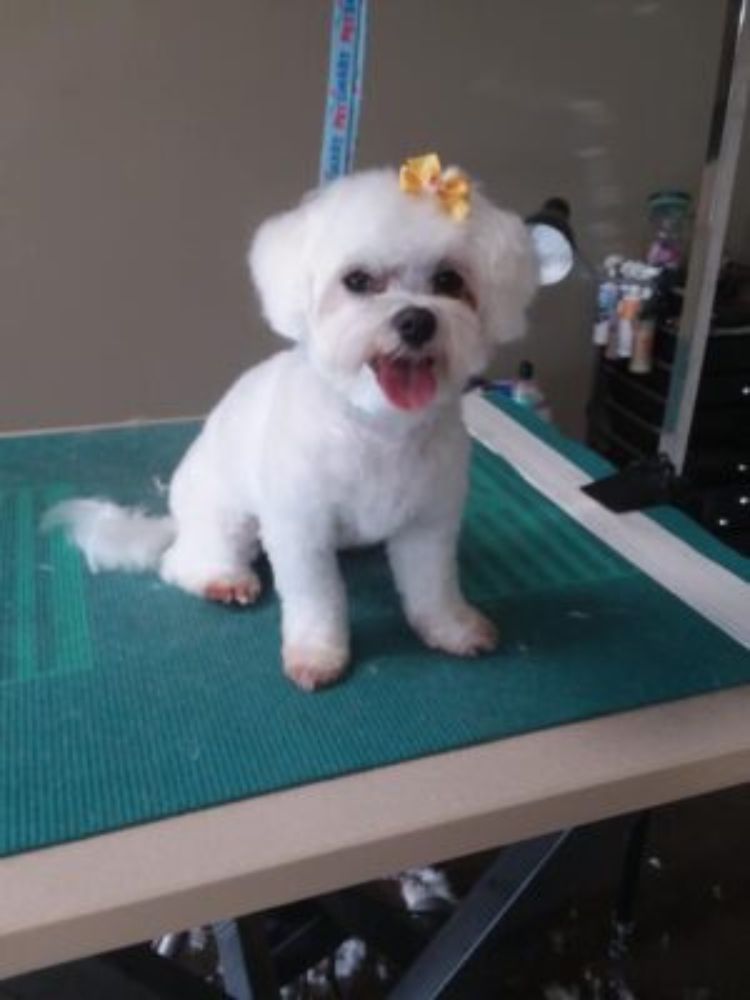 a white puppy sitting on a table