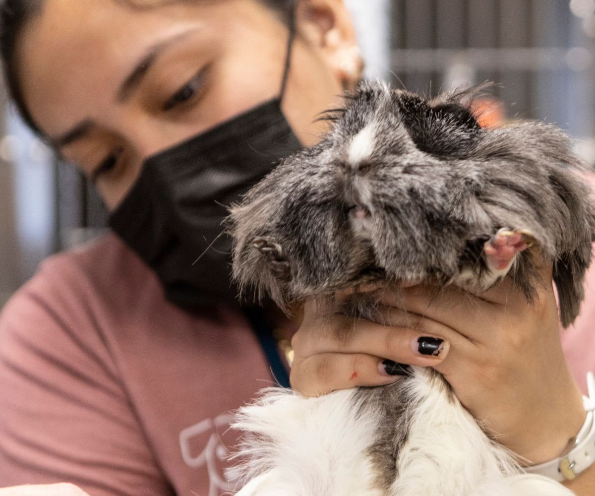 a vet holding a pet