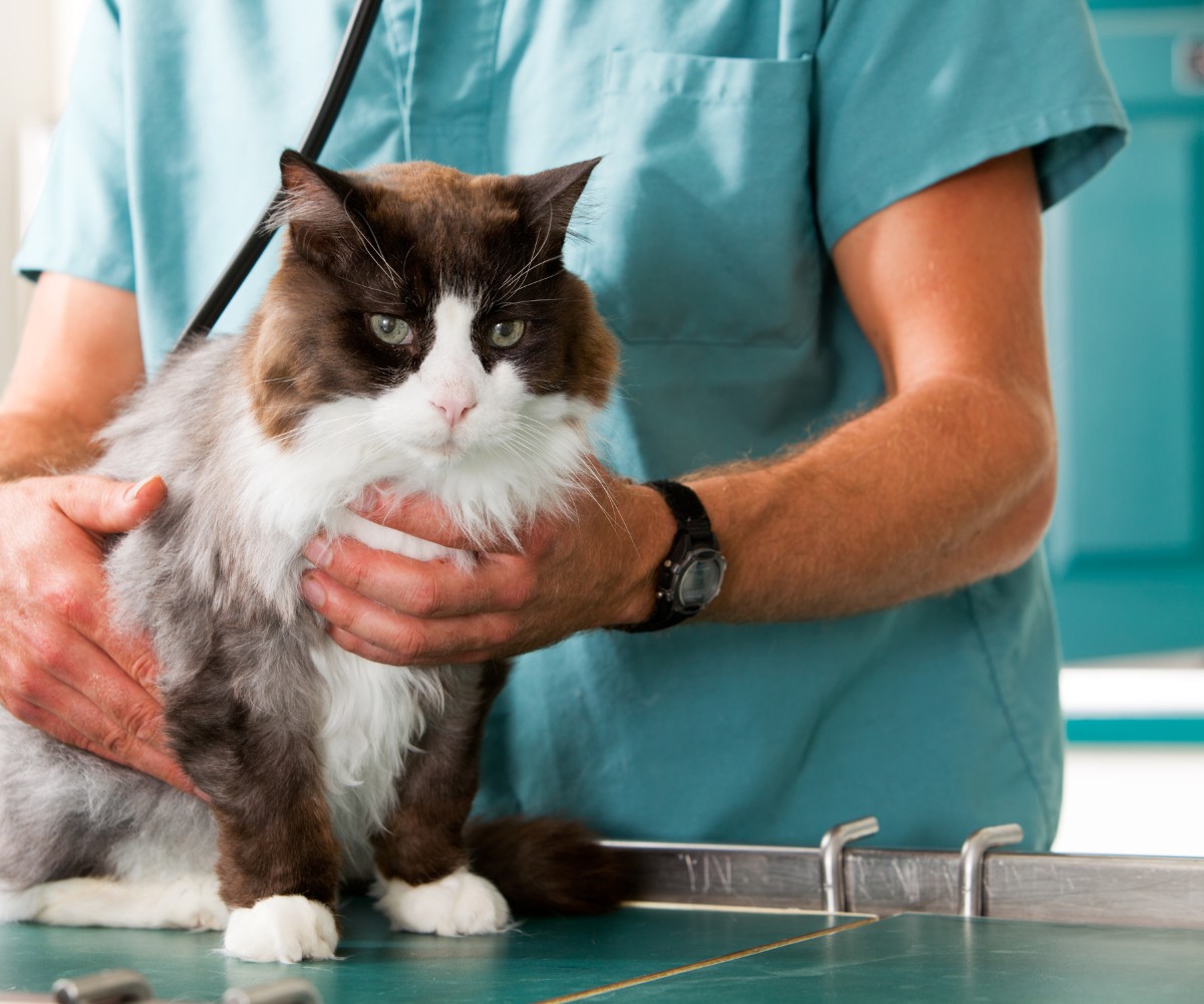 a vet is attentively checking a cat's health