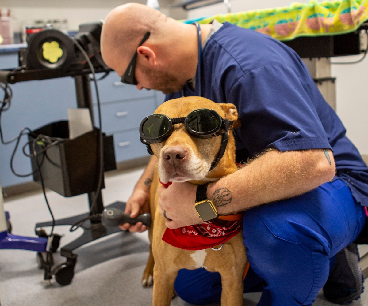 a vet staff examines a dog