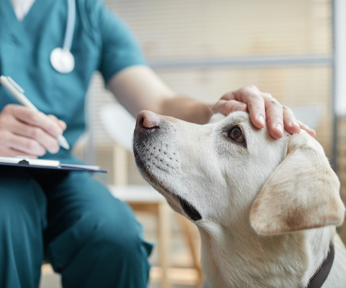 a veterinarian examines a dog