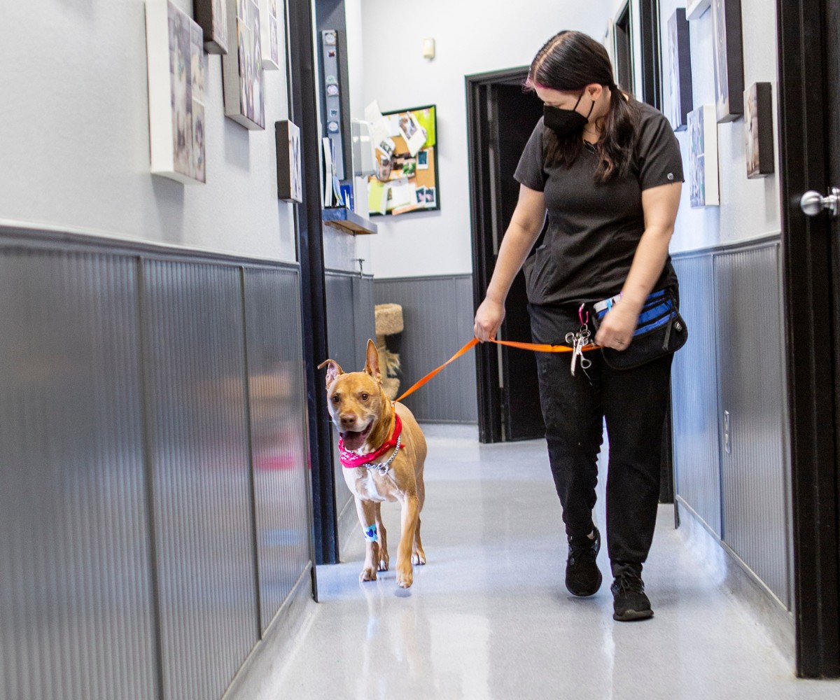 a vet staff walking with a dog