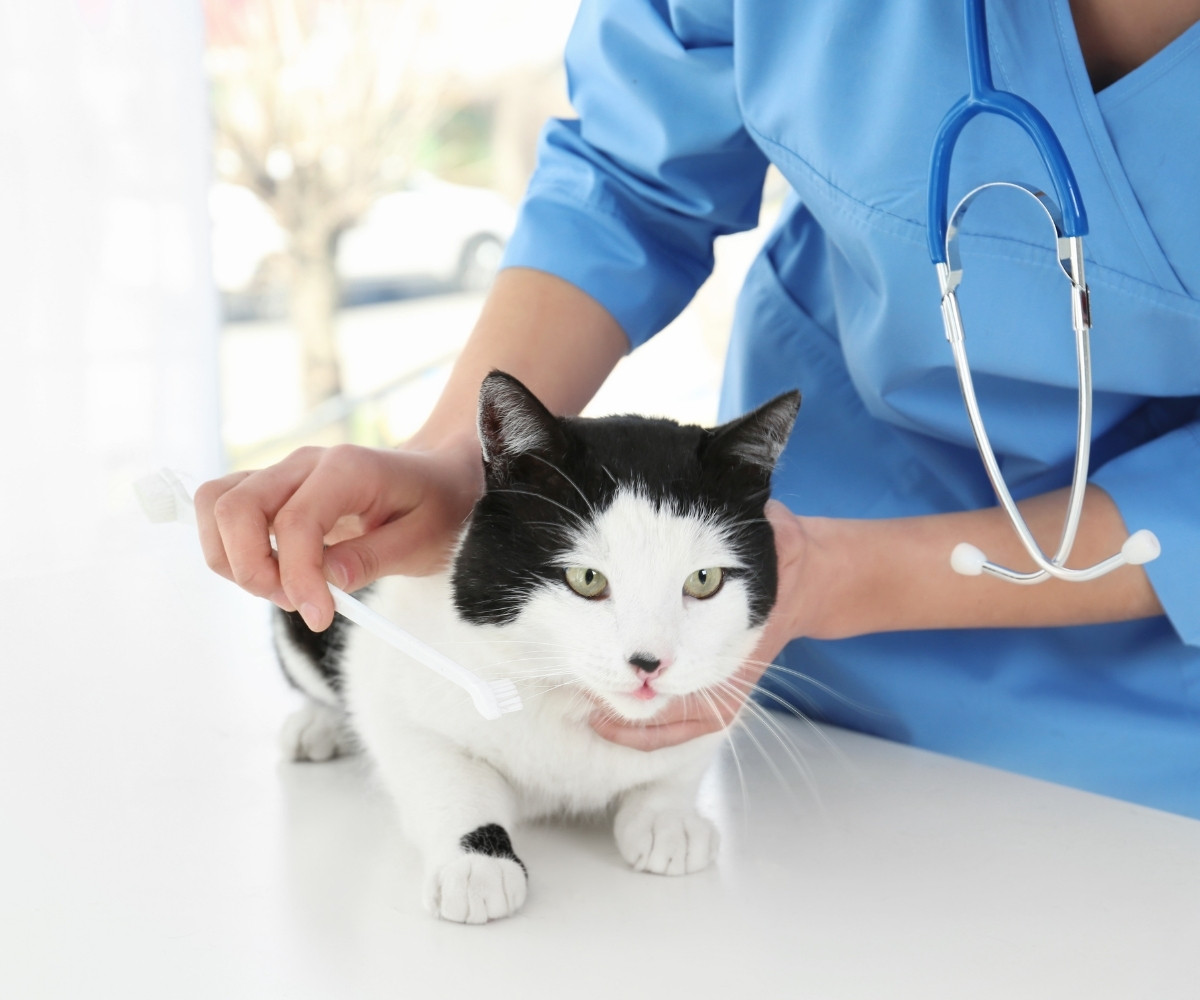 a veterinarian examines a kitten during a routine check-up in a clinical setting