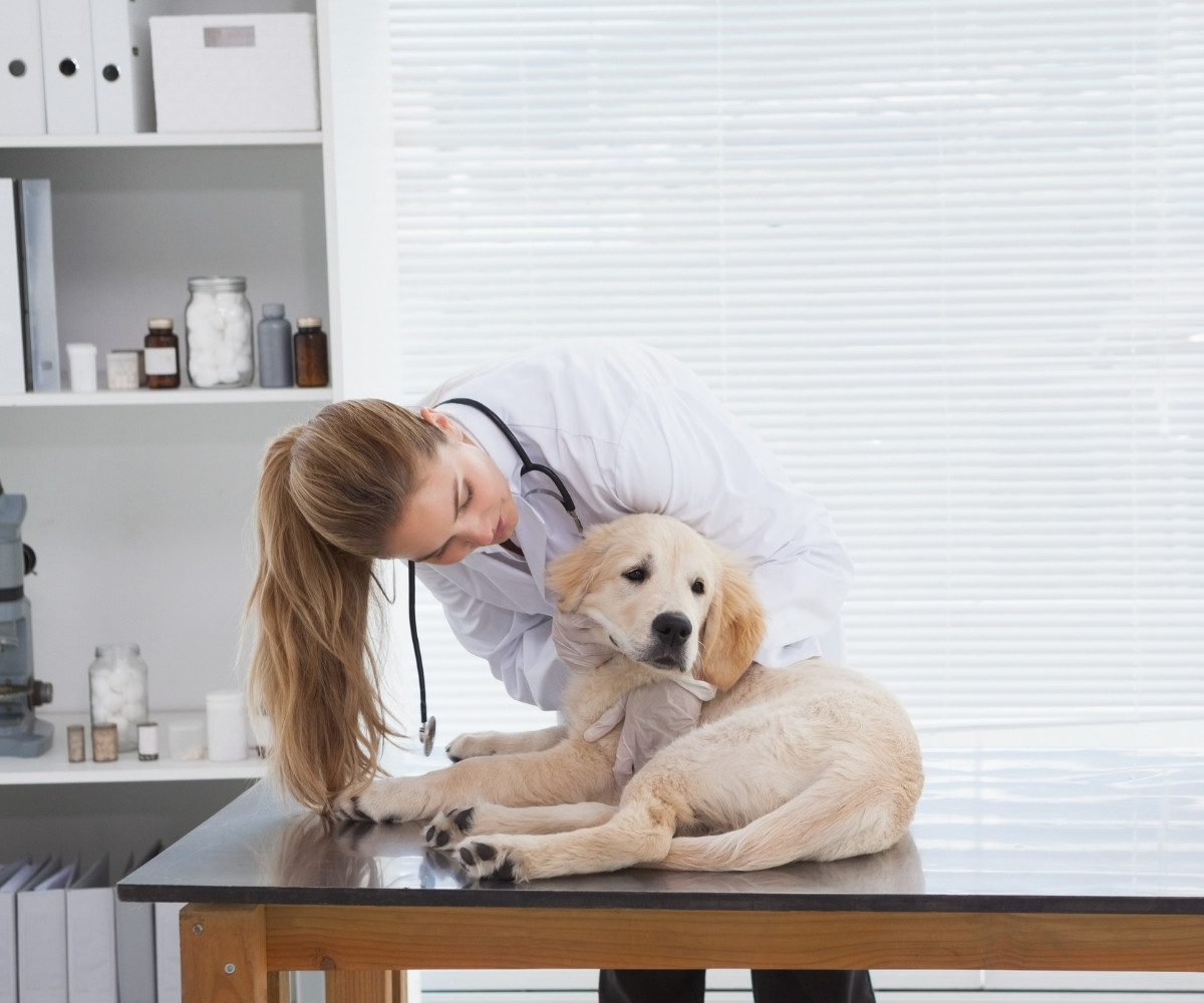 a veterinarian examines a kitten during a routine check-up in a clinical setting