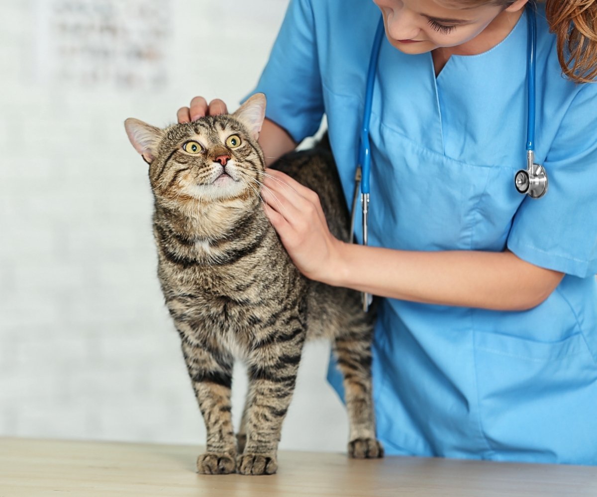 a veterinarian examines a kitten during a routine check-up in a clinical setting