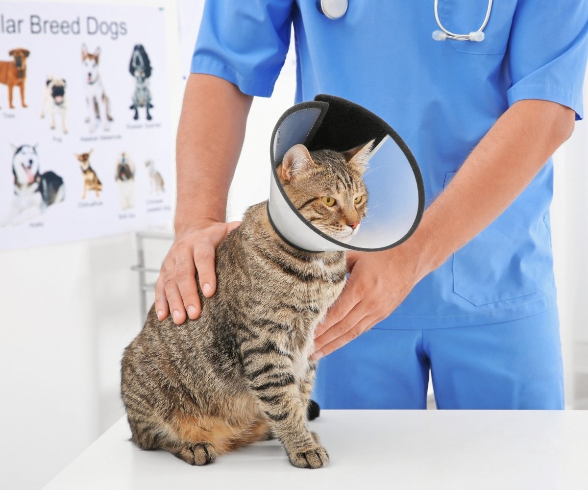 a veterinarian examines a kitten during a routine check-up in a clinical setting