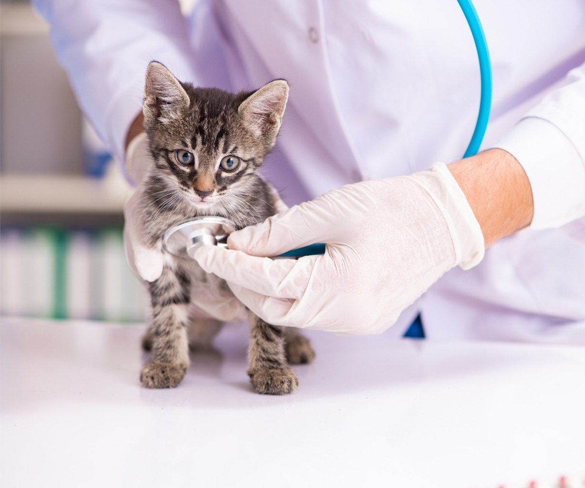 a veterinarian examines a kitten during a routine check-up in a clinical setting