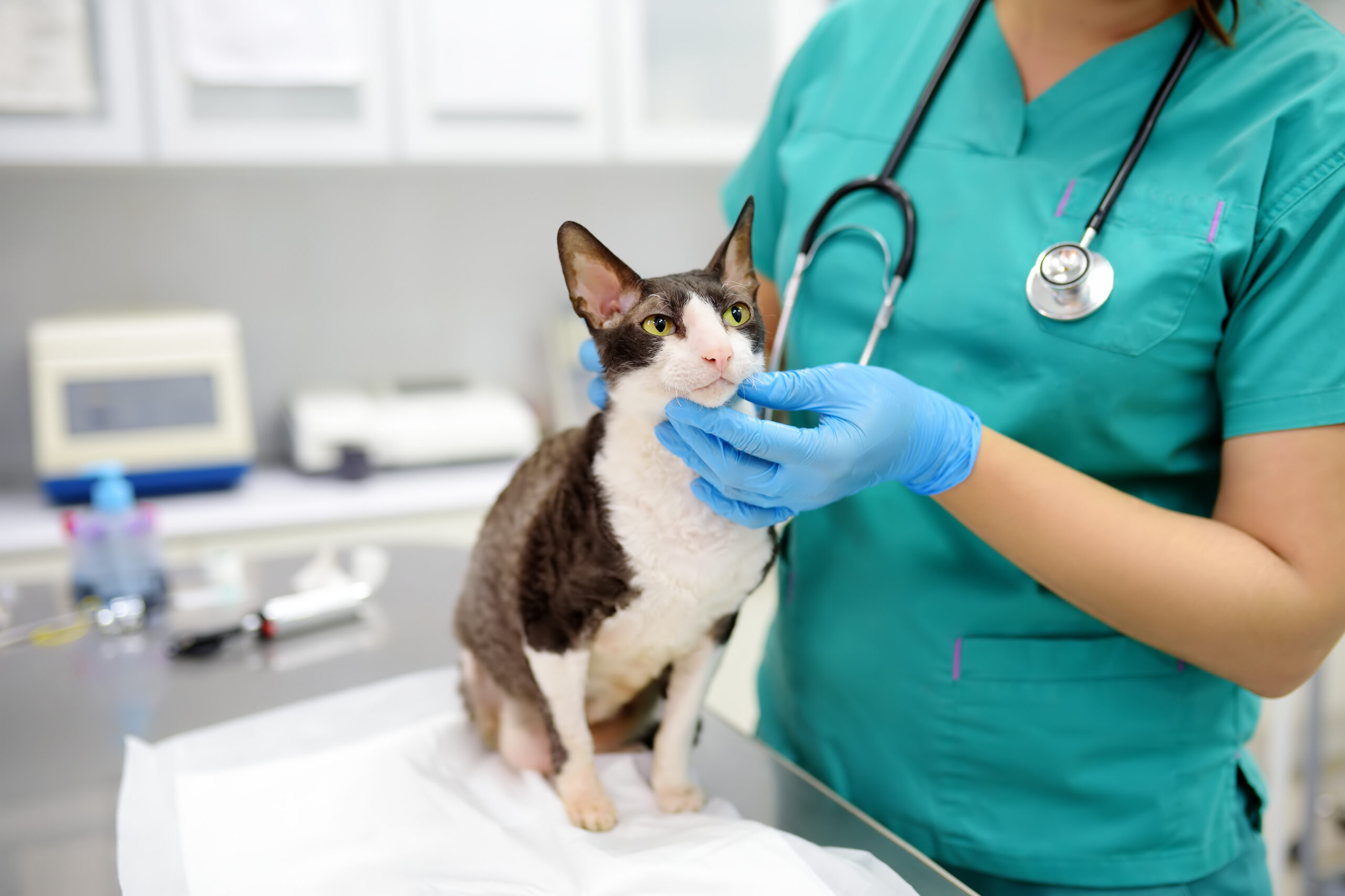 Animal Kindness Veterinary Hospital Team